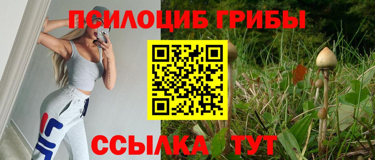 Галлюциногенные грибы Psilocybine cubensis Камышлов